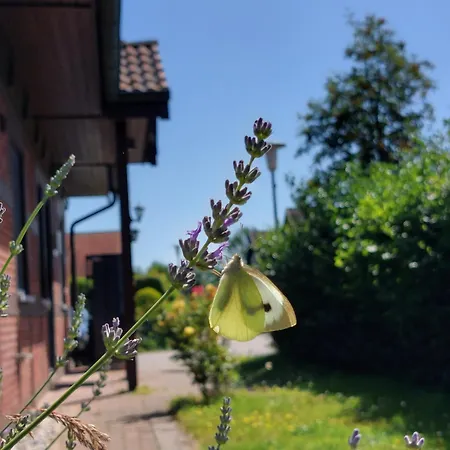 Sasse Mit Garten & Grill