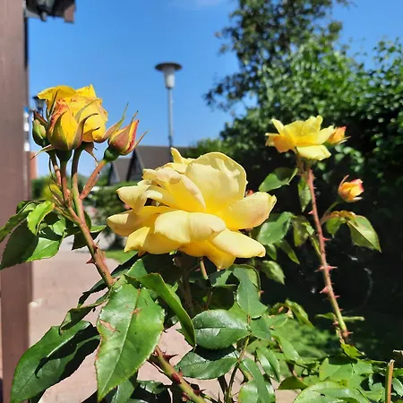 Sasse Mit Garten & Grill Homestay Molschow